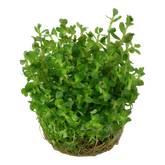 033E TC Rotala indica 'Bonsai'